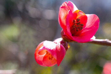 flowers, Spring blossom close-up, macro