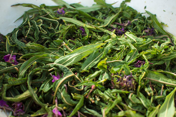 Process of fermentation of tea. Manual processing Ivan tea fermentation