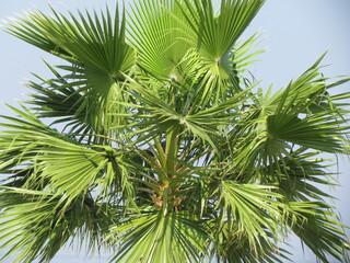 Obraz na płótnie Canvas palm tree