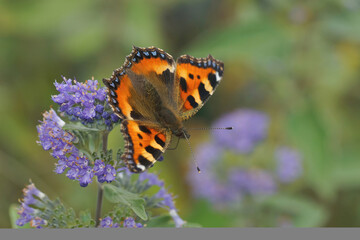 Close up on a small tortoiseshell buterfly, Aglais urticae, sitting with open wings on a blue Caryopteris incana flower