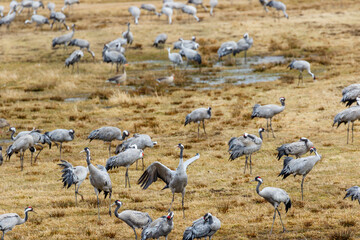 Resting Cranes on a field