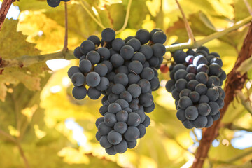 Ripe black grapes on the branches of a plant.