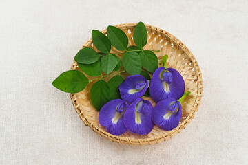 Telang flower, bunga Telang (Clitoria ternatea) is a vine that is usually found in gardens or forest edges has many health benefits.
