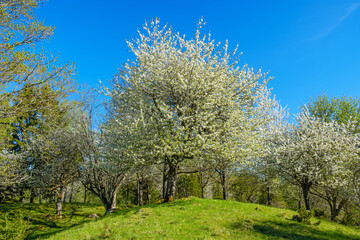 Fototapeta na wymiar Cherry blossom at springtime at a woodland