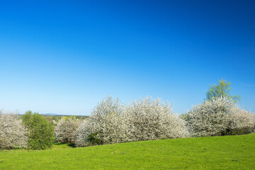 Fototapeta na wymiar Flowering Cherry tree at a meadow in spring