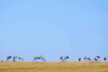 Cranes on a field with the sky in the background