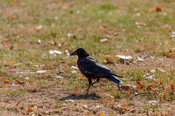 Crow walking on the grass in park