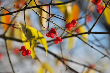 Red flowers in sun