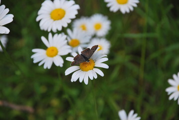 Butterfly on flower