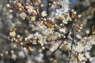 Flowers on tree