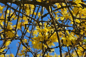 Yellow flowers © M. Grąbczewski