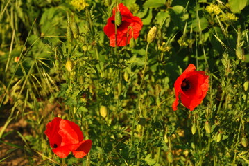 Three poppies 