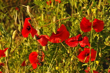 Poppies in the light of the setting sun