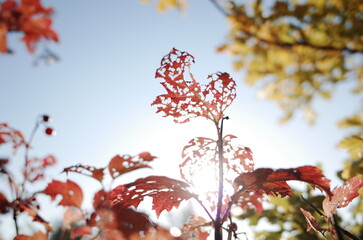 Aspen leaf beatifully eaten by aphids in a morning sunlight, autumn colors, bokeh