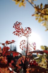 Aspen leaf beatifully eaten by aphids in a morning sunlight, autumn colors, bokeh