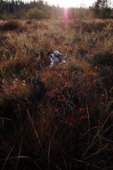 Welsh corgi pembroke dog in the cranberry field, funny face, autumn colors, sunbeams, sunlight