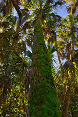 Obraz premium Hiking trail in Mangrove forest in Sebastian Inlet Stae Park Florida