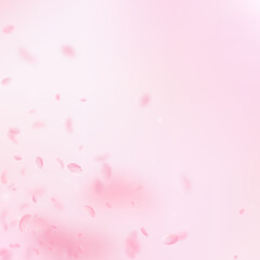 Fototapeta na wymiar Sakura petals falling down. Romantic pink flowers corner. Flying petals on pink square background. Love, romance concept. Beauteous wedding invitation.