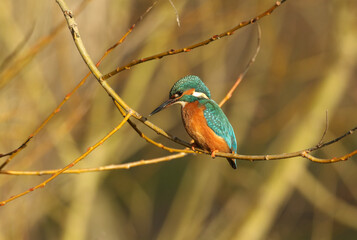 A Kingfisher, Alcedo atthis, perching on a branch. It has been diving into the river catching fish.	