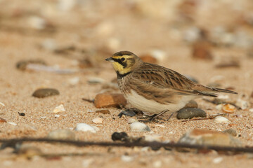A Shore lark, Eremophila alpestris, feeding on seeds on a beach in Kent. A winter visiting bird to the UK.	