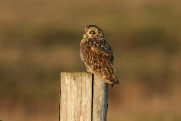 A beautiful Short-eared Owl, Asio flammeus, perched on a fence post.	