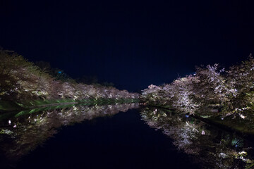 桜並木の夜桜
