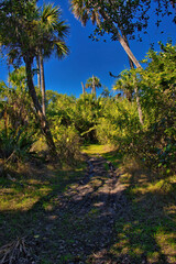 Fototapeta na wymiar Hiking trail in Mangrove forest in Sebastian Inlet Stae Park Florida