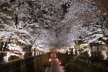 明るく照らされる夜の桜並木