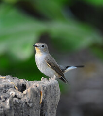 Asian Brown Flycatcher (Muscicapa dauurica) in nature