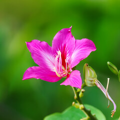 beautiful Pink flowers Green background