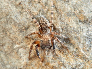 Jumping spider. Cyrba algerina