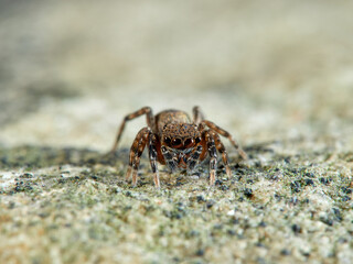 Jumping spider. Cyrba algerina