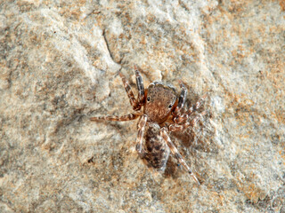 Jumping spider. Cyrba algerina