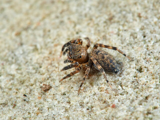 Jumping spider. Cyrba algerina