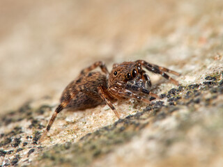 Jumping spider. Cyrba algerina