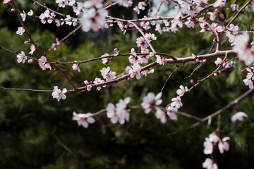 In spring, against a blue sky. A view of the city park in full bloom
