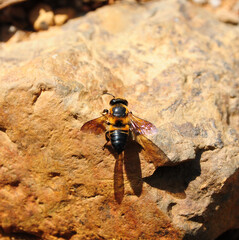 Bee on the stone in nature