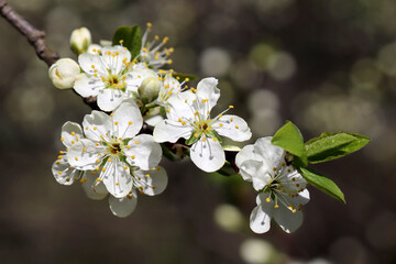 Cherry blossom in spring garden. White sakura flowers on a tree branch
