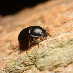 A large black beetle on the stone in nature
