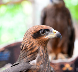 Black Kite ( Milvus migrans) closeup, side and breast profile