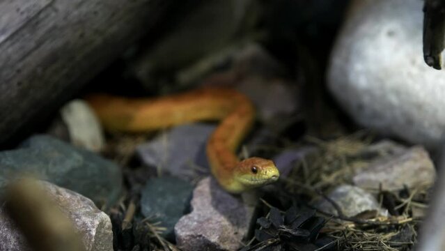 Сorn snake wrapped around a stick
