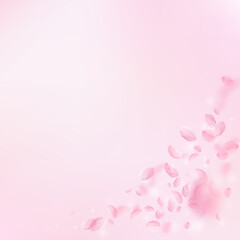 Sakura petals falling down. Romantic pink flowers corner. Flying petals on pink square background. Love, romance concept. Wonderful wedding invitation.