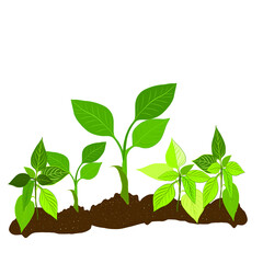 Green seedlings grow in the garden in the ground. Realistic seedlings grow in the soil. Small green sprouts with green leaves.The concept of organic farming, natural products, ecology. Seedling.