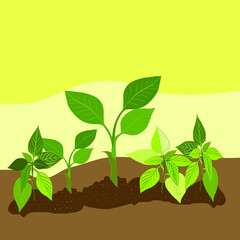 Green seedlings grow on the ground. Seedlings of seedlings germinate in a pile of soil. Young pepper.