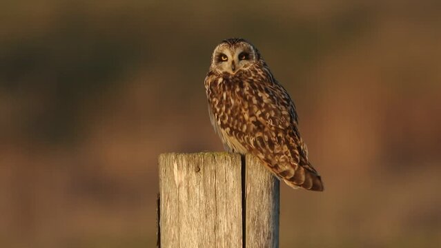 A beautiful Short-eared Owl, Asio flammeus, perched on a fence post.	