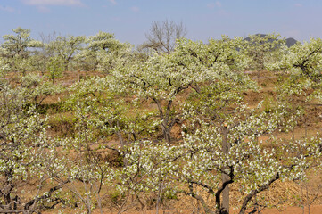 The pear trees on the hillside are full of white pear flowers