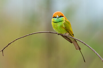 Green Bee-eater perching on a perch