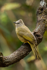 Flavescent Bulbul perching on tree branch