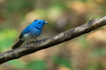 Colorful bluish mele Black-naped Monarch perching on a perch