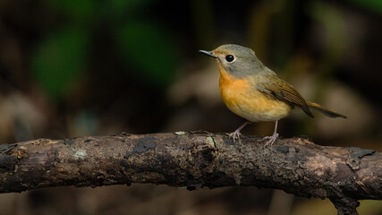 Female Hill Blue Flycatcher perching on a perch